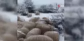 Karda yayılan koyunlar ilginç görüntüler oluşturdu