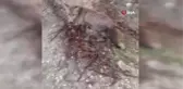 Yollarını kesen tilkiyi elleriyle beslediler