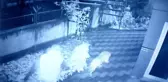 Son dakika haber | Bahçedeki kangal köpeği hırsızlığı güvenlik kamerasında