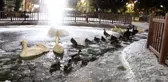 Ankara'nın simgelerinden Kuğulu Park buz tuttu