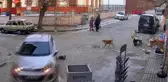 Otomobilin üzerinden geçtiği yavru köpek öldü