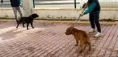 Pitbull dehşetinde gözaltı sayısı 6'ya yükseldi