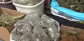Soğuk havanın 'ilacı' bitki çayları