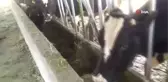 Sütte fiyat artışının sebebi besiciler değil