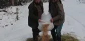 Beypazarı'nda yaban hayvanları için doğaya yem bırakıldı