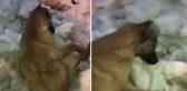 Akdeniz'in Sibiryası olarak biliniyor! Kahramanmaraş'ta sokak köpeği donarak öldü