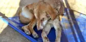 Yürek yakan manzara! Sokak köpeğinin gözlerini dağlayıp işkence ettiler
