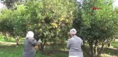 COĞRAFİ TESCİLLİ BODRUM MANDALİNASININ HASADI BAŞLADI