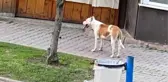 Sultangazi'de pitbull saldırısı: 2 yaralı (1)