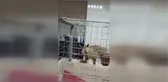 Tedavisi tamamlanan tilki doğaya salındı