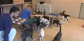 ÜSKÜDAR'DA BEYAZ EŞYA MAĞAZASI TAM 133 KEDİYE EV SAHİPLİĞİ YAPIYOR