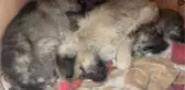 Son dakika haberleri | 12 köpeğin öldüğü yerde bulunan yavruya 'Umut' adı verildi
