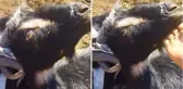 Çoban, kavga eden keçilerindeki detayı fark edince kahkahalar atarak gülmeye başladı