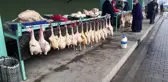 Doğal ortamda yetişen 