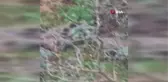 Giresun'da aç kalan karacalar il merkezine indiler