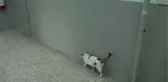 AFYONKARAHİSAR - Kedi 