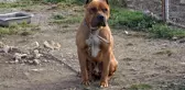 Yanlış yetiştirilme yöntemleri tehlikeli ırklı köpekleri saldırgan yapıyor
