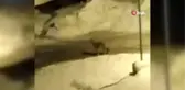 Kurt sürüsü şehre indi