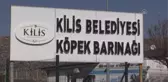 Tehlikeli cins 11 köpek barınakta korunuyor