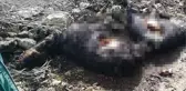 Çobanın dünyası başına yıkıldı! Kurdun saldırısına uğrayan 6 keçi çırpına çırpına can verdi