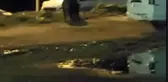 EYÜPSULTAN'DA AÇ KALAN DOMUZLAR SOKAĞA İNDİ