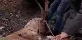 KAÇAK AVCILAR, KORUMA ALTINDAKİ YABAN KEÇİSİNİ VURDU