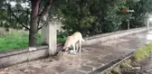 Son Dakika | Köpek saldırısında ölümden dönen Mert Dilek: 