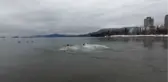 VANCOUVER - Yılın ilk gününde buz gibi soğuk suya atladılar