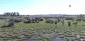 Drone gören atların şaşkınlığı