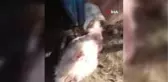 Köpekler bu sefer keçilere saldırdı, 8 keçi telef oldu