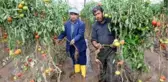 Kumlucalı üreticiler sel sonrası seralarda dezenfekte çalışmasına başladı