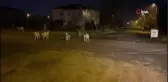 Gruplar halinde dolaşan başıboş köpekler mahalleliyi tedirgin ediyor