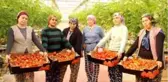 Topraksız tarımla üretilen domatesler ihracatın gözdesi oldu