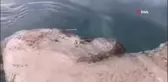 Akyaka'da Akdeniz Foku Görüntülendi