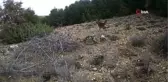 Uşak yaban hayatı fotokapanlara böyle yansıdı