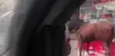 Atı iple aracın arkasına bağlayıp yürüttü, şikayet üzerine gözaltına alındı