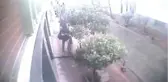 Son dakika haber! Cihangir'de hırsızın rahatlığı kamerada: Evi soyup garajdan çaldığı bisikletle kaçtı