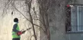 Belediye ekipleri tarafından budanan dallar yuvaları ısıtıyor