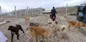 Çubuklu esnaflar sokak ve yaban hayvanlarını unutmadı