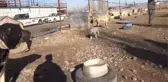 Kangal köpeği yetişkin kuzuları emziriyor