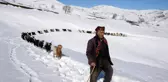 Besiciler, yayladaki sürülerini karlı dağları aşarak köye ulaştırdı