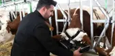 Sanal gerçeklik gözlüğüyle ineklerin süt verimliliği arttı
