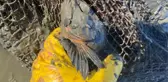 5 DÖNÜM HAYALET AĞ TOPLADILAR