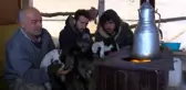 SOĞUK HAVADA KUZULARA BEBEK GİBİ BAKIYORLAR