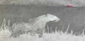 IĞDIR'DA YİNE LEOPAR GÖRÜNTÜLENDİ