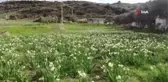 İzmir'i nergis kokusu sardı