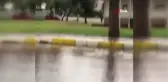 Çiftlikten kaçıp sokağa inen geyikler vatandaşları şaşırttı