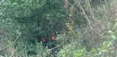 Doğu Karadeniz'de örtü ve orman yangını uyarısı