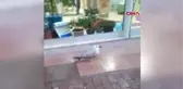 MİNİBÜSÜN CAMINA ÇARPARAK YARALANAN MARTIYA SAHİP ÇIKTI