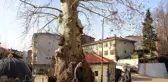 5 asırlık çınar ağacı mahallenin sembolü haline geldi